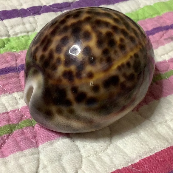 Tiger Cowrie Shell - Picture 4 of 7